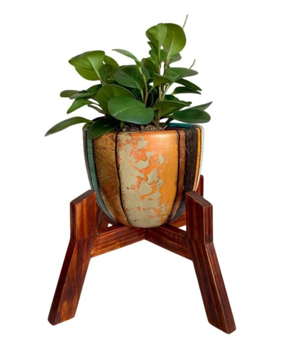 Juego Rose 2 (Planta PEPERONIA + maceta arcilla + parante) | 45cm.
