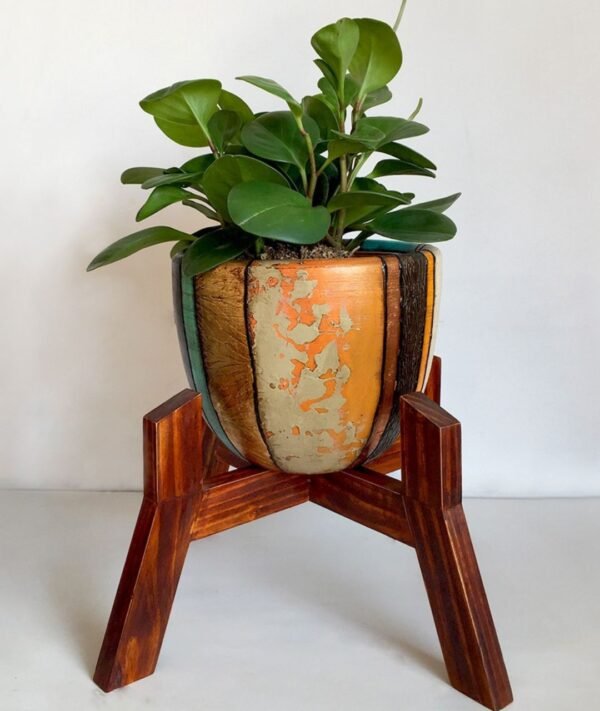 Juego Rose 2 (Planta PEPERONIA + maceta arcilla + parante) | 45cm. - Imagen 2