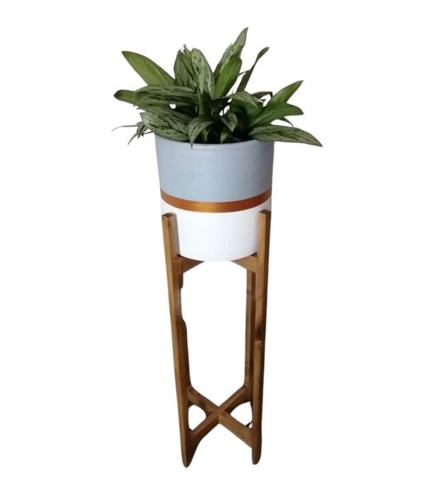 Juego Mer de Glace (Planta Aglaonema + maceta arcilla + parante) | 1.15mts.