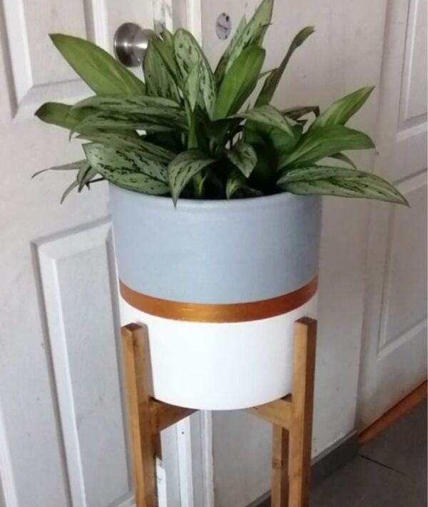 Juego Mer de Glace (Planta Aglaonema + maceta arcilla + parante) | 1.15mts. - Imagen 2