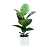 Ficus elástica | 70cms