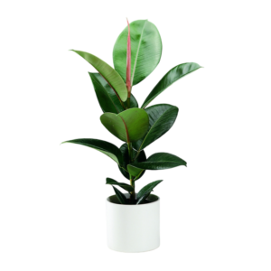 Ficus elástica | 70cms