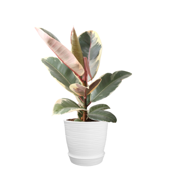 Ficus elástica rubí o tricolor | 70cms