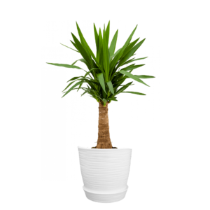 Yucca Elephantipes | 80cms