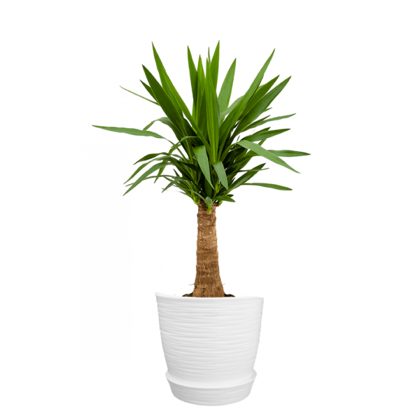 Yucca Elephantipes | 80cms