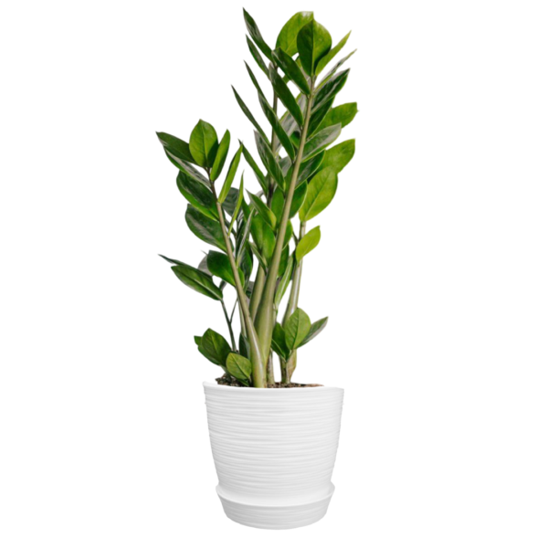 Zamioculcas zamiifolia o Planta ZZ o Millonaria o planta del dinero | 80 cms