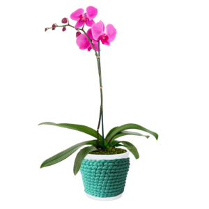 Orquídea Phalaenopsis en maceta de cerámica + porta macetero de macramé turquesa | 50cms
