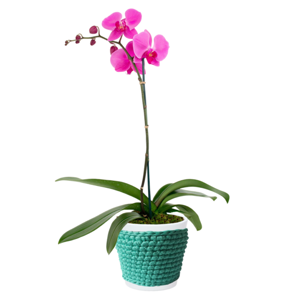 Orquídea Phalaenopsis en maceta de cerámica + porta macetero de macramé turquesa | 50cms