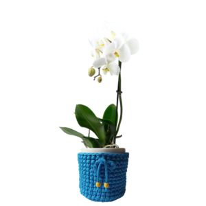 Orquídea Phalaenopsis en maceta de cerámica + porta macetero de macramé celeste | 50cms