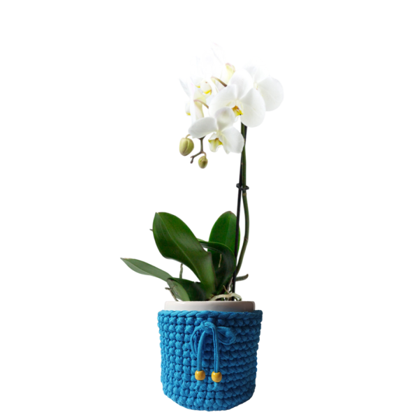Orquídea Phalaenopsis en maceta de cerámica + porta macetero de macramé celeste | 50cms