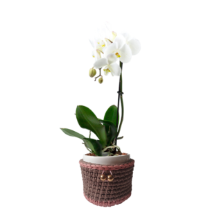 Orquídea Phalaenopsis en maceta de cerámica + porta macetero de macramé bicolor | 50cms