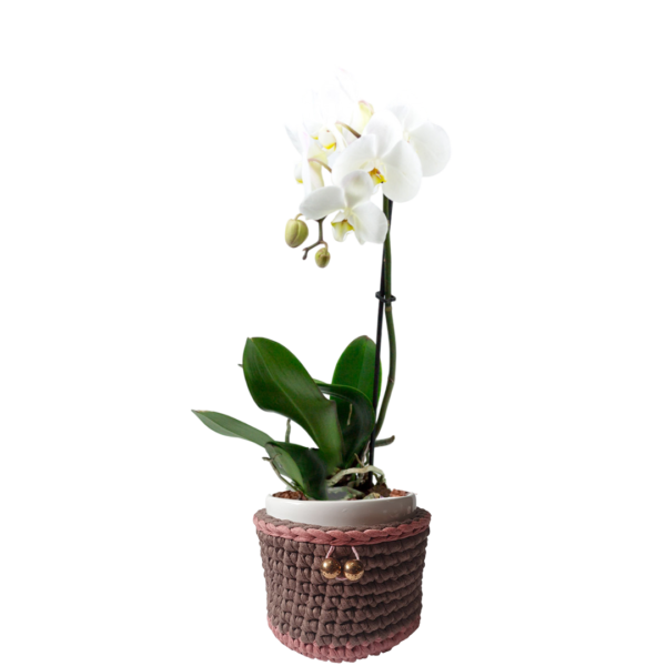 Orquídea Phalaenopsis en maceta de cerámica + porta macetero de macramé bicolor | 50cms