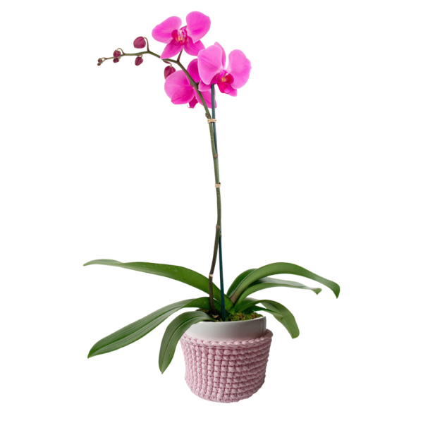 Orquídea Phalaenopsis en maceta de cerámica + porta macetero de macramé rosado | 50cms
