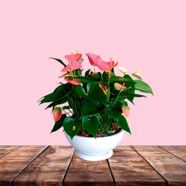 Anturio Rosado en maceta China | 30 cm. - Imagen 2