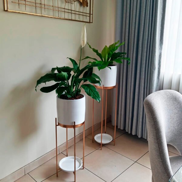 Combo 10: 2 Plantas Espatifilio y Helecho aleman + 2 Macetas + 2 Pedestales Dorado - Imagen 2