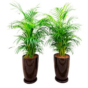 Combo 8: 2 Palmera Hawaiana + 2 Maceta Malva marron | 1.50mts
