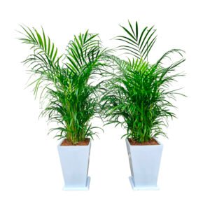 Combo 7: 2 Palmera Hawaiana + 2 Maceta de fibra | 1.50 mts