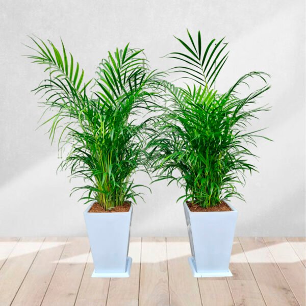Combo 7: 2 Palmera Hawaiana + 2 Maceta de fibra | 1.50 mts - Imagen 2