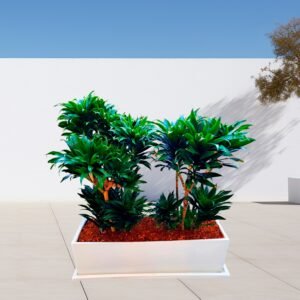 Alternative view of Dracena Compacta en Jardinera Blanca | 1mt.