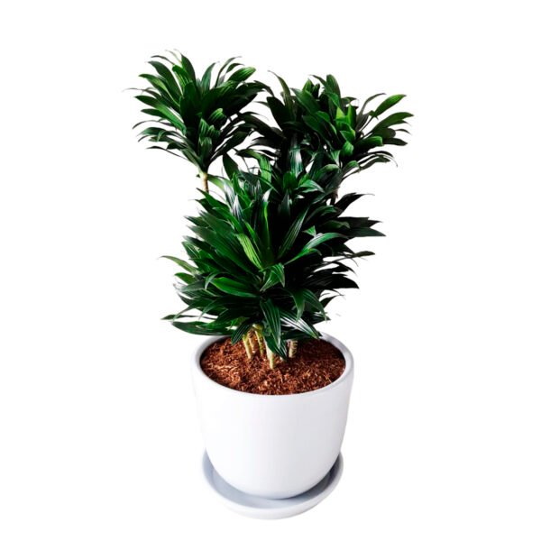 Dracena Compacta en maceta Huevo de Arcilla | 80 cm. - Imagen 2