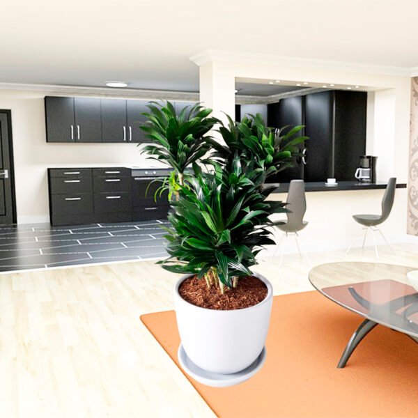 Dracena Compacta en maceta Huevo de Arcilla | 80 cm. - Imagen 3