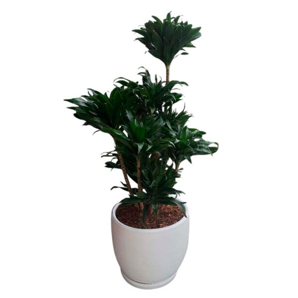 Dracena Compacta en maceta Huevo de Arcilla | 80 cm.