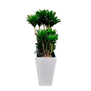 Dracena Compacta en maceta Pirámide Blanco | 1.40 mts.