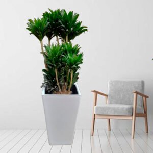 Alternative view of Dracena Compacta en maceta Pirámide Blanco | 1.40 mts.