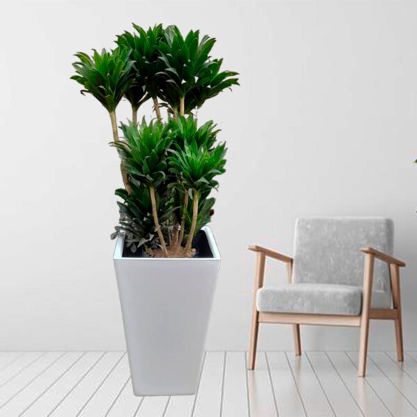 Dracena Compacta en maceta Pirámide Blanco | 1.40 mts. - Imagen 2