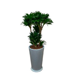 Dracena Compacta en maceta Cono Blanco | 1.40mts.
