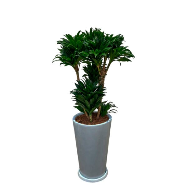 Dracena Compacta en maceta Cono Blanco | 1.40mts.