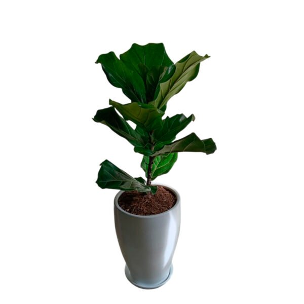 Ficus Lyrata en maceta Cono Blanco | 90 cm. - Imagen 2