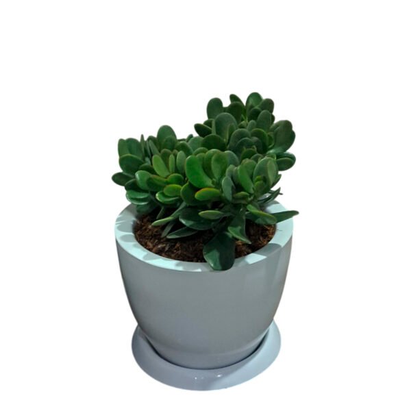 Jade en maceta Huevo de fibra | 30 cm.