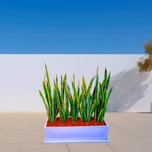 Alternative view of Lengua de suegra en Jardinera Blanca | 1 mt.