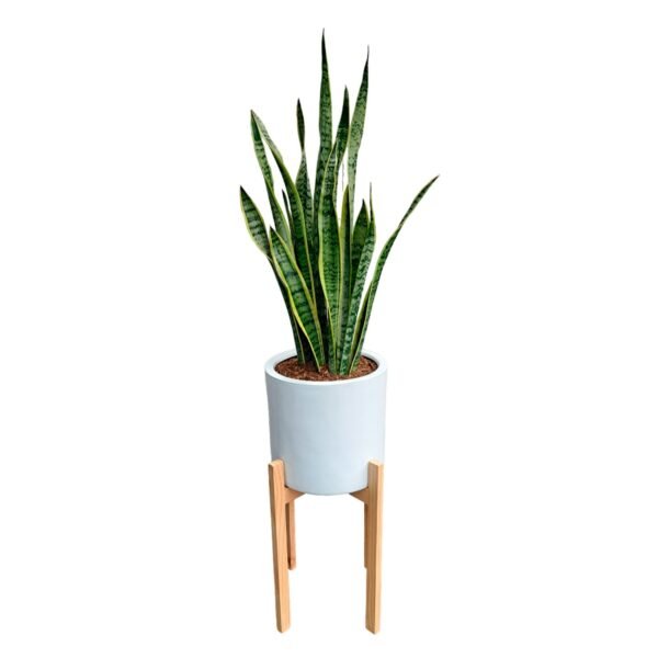 Lengua de Suegra / Sansevieria en maceta cilíndrica | 1.2mts