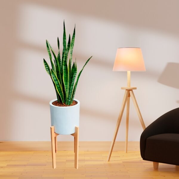 Lengua de Suegra / Sansevieria en maceta cilíndrica | 1.2mts - Imagen 2