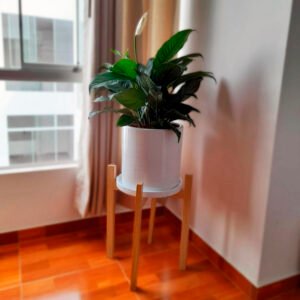 Alternative view of Lirio de la Paz / Espatifilio | 1mt