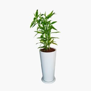 Lucky Bamboo en maceta Cono Lápiz | 1mt.