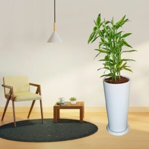 Alternative view of Lucky Bamboo en maceta Cono Lápiz | 1mt.