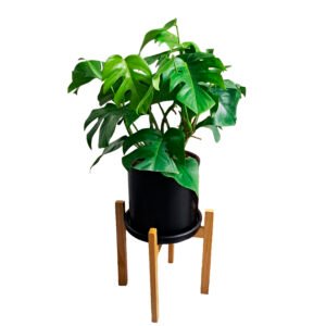 Monstera en maceta negra y pedestal de madera | 90cm.