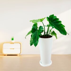 Alternative view of Oreja de Elefante en maceta Cono Lápiz | 90cm.