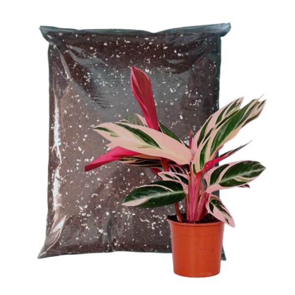 Sustratos Calathea 100% orgánico | 1.5 Kilos