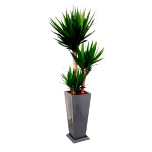 Yucca Elephantipes en maceta Pirámide Lápiz Gris | 1.60mts