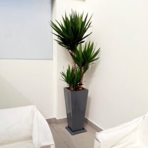 Alternative view of Yucca Elephantipes en maceta Pirámide Lápiz Gris | 1.60mts