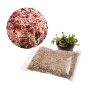 Musgo Sphagnum | 3 Litros