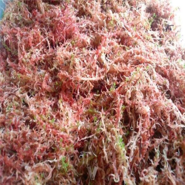 Musgo Sphagnum | 3 Litros - Imagen 4