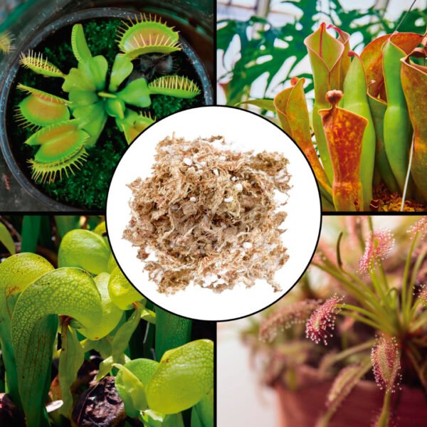 Musgo Sphagnum | 3 Litros - Imagen 5