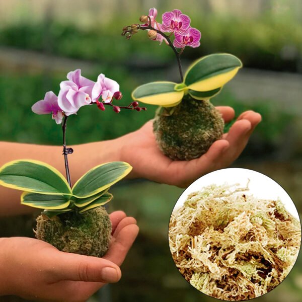 Musgo Sphagnum | 3 Litros - Imagen 3