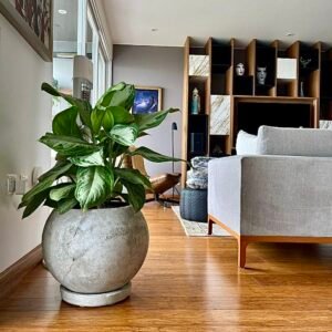 Alternative view of Maceta de concreto Esfera + Planta Aglaonema | 60 cm