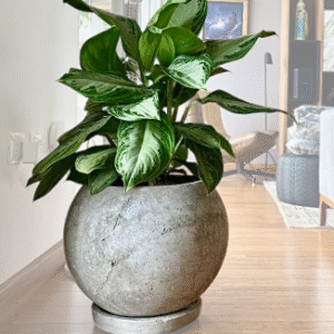 Maceta de concreto Esfera + Planta Aglaonema | 60 cm